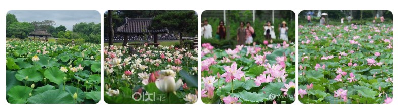 경기도 여름 연꽃 명소에서 활짝 핀 연꽃과 전통 한옥 배경, 감성적인 산책길