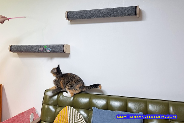 고양이 딱폴 캣워커