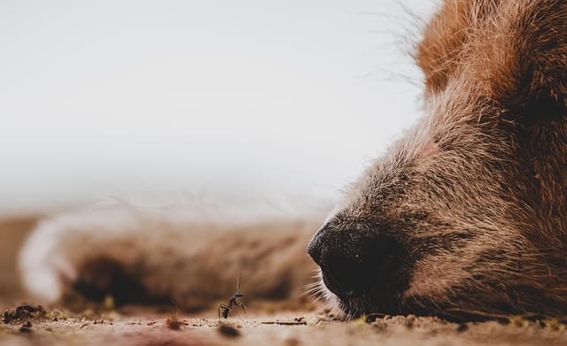 canine atopic dermatitis