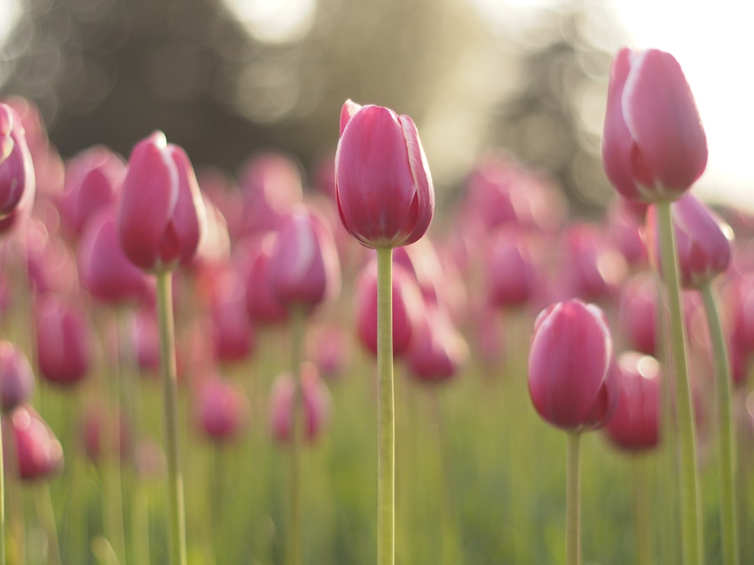 Tulip