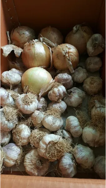 통마늘 지퍼백 보관 효과 오래 보관하는 방법_11