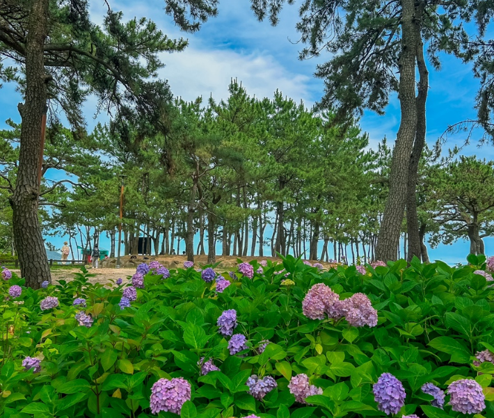 송림공원 수국 사진