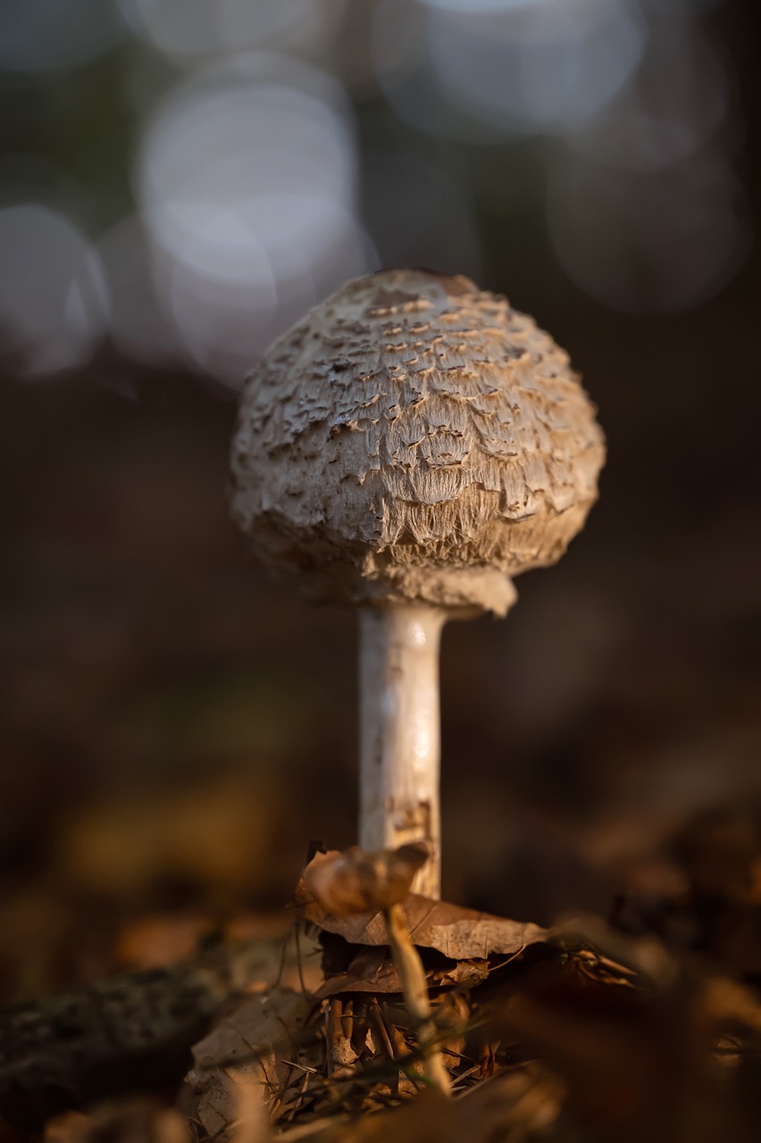 전립선비대증 전립선암