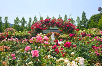 용인 에버랜드 장미축제1