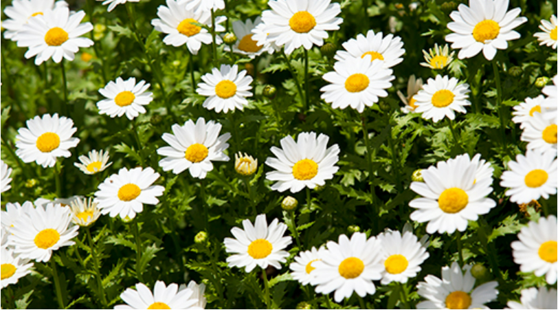 평창 육백마지기 샤스타데이지8