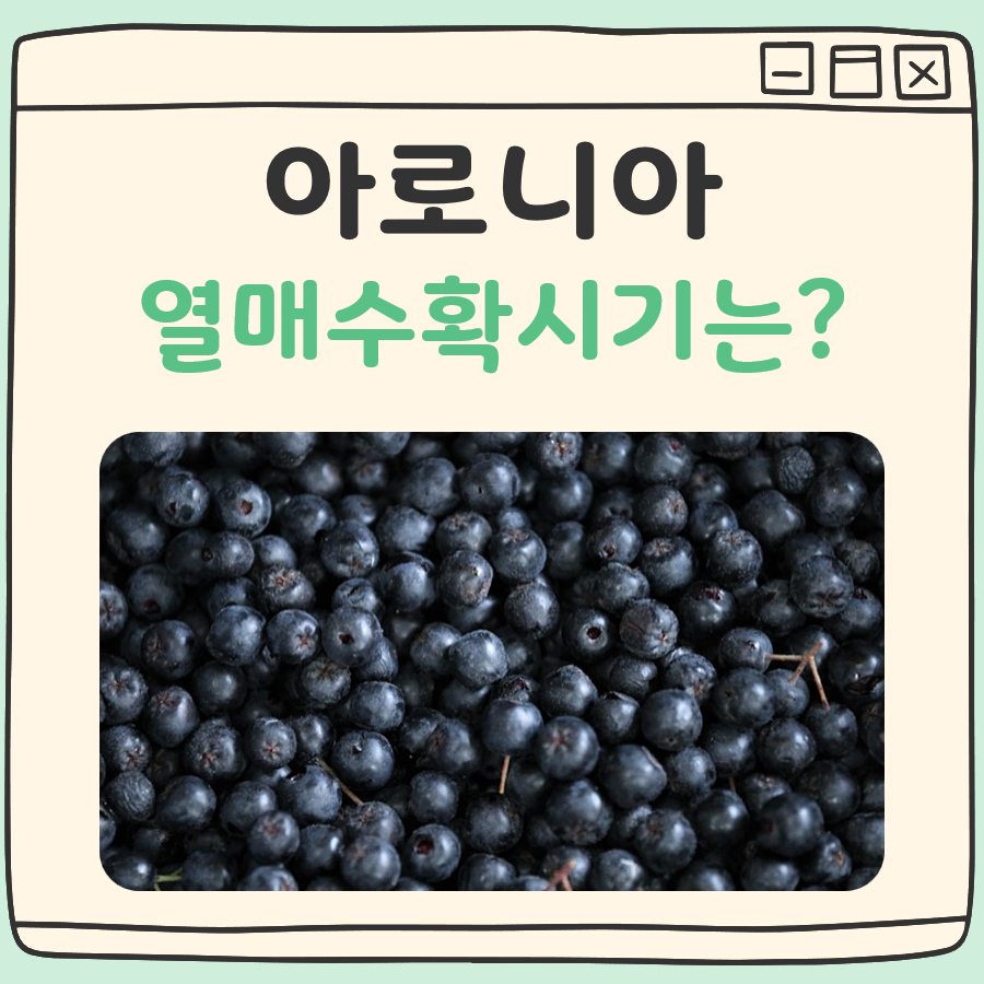 아로니아 열매수확시기