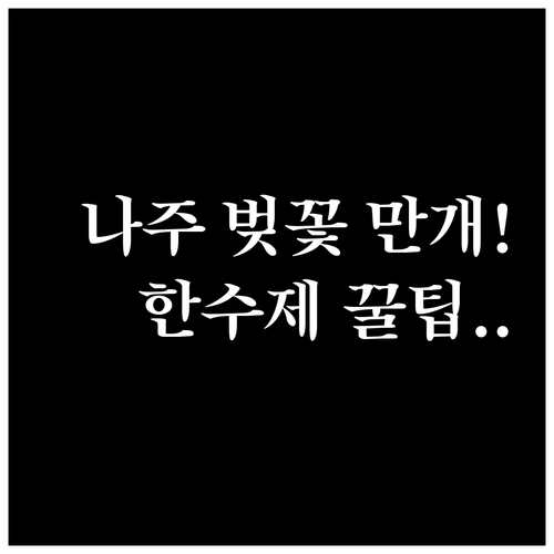 나주 벚꽃 만개 시기 예상과 한수제 ..