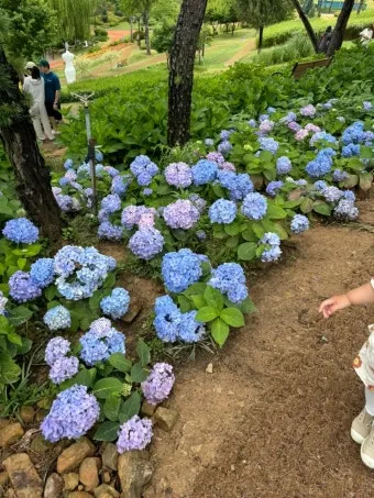 수국 키우는 법 씨앗 파종 시기 화분_15