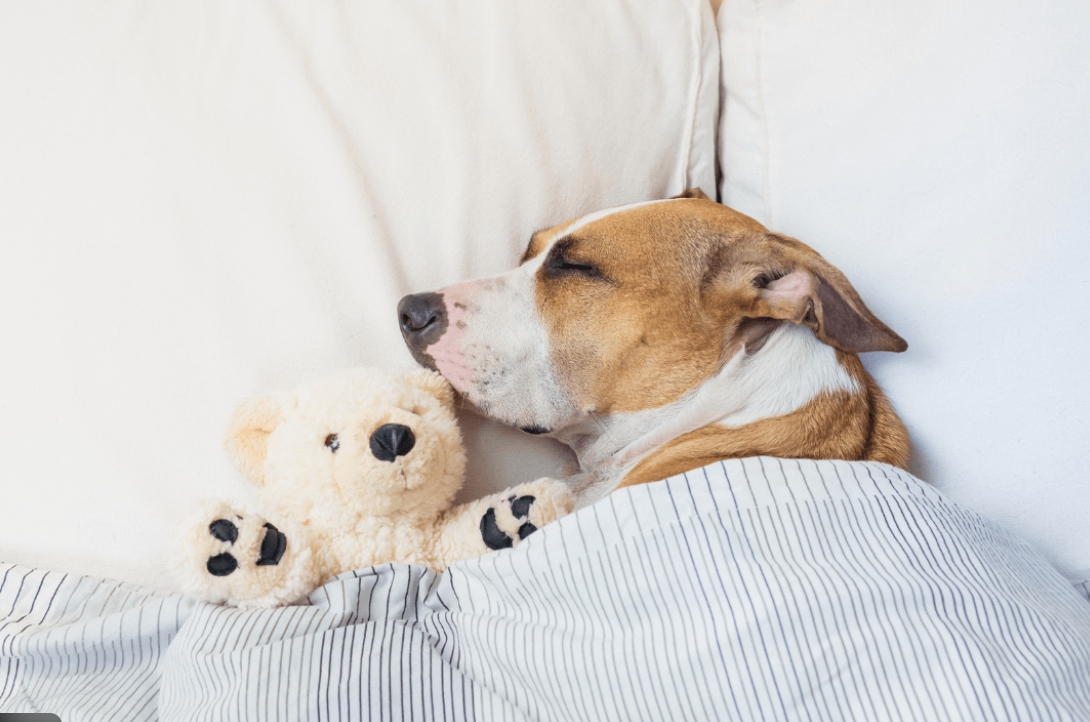 반려견 노화 관련 사진
