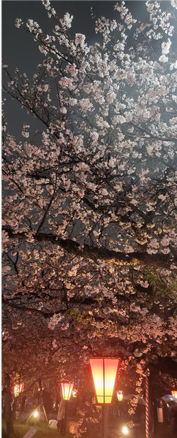 오사카 조폐국 야에자쿠라