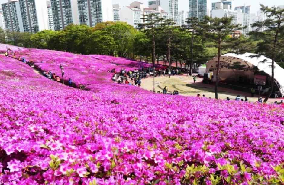 군포 철쭉동산
