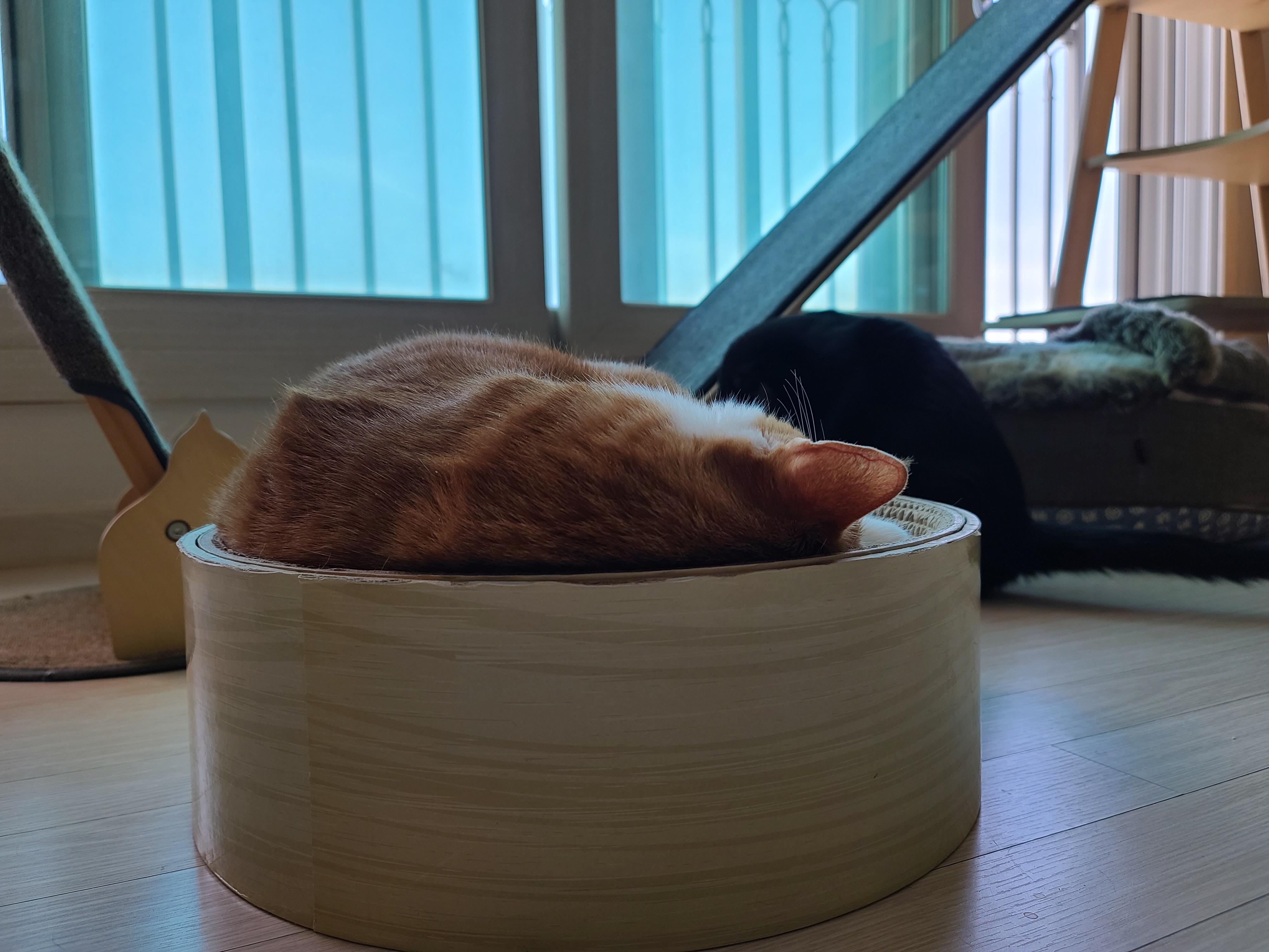 너무 귀여운 치즈냥이 호야. 심약하신 분들 주의! 너무 귀여워 심장에 무리를 줄수 있음.