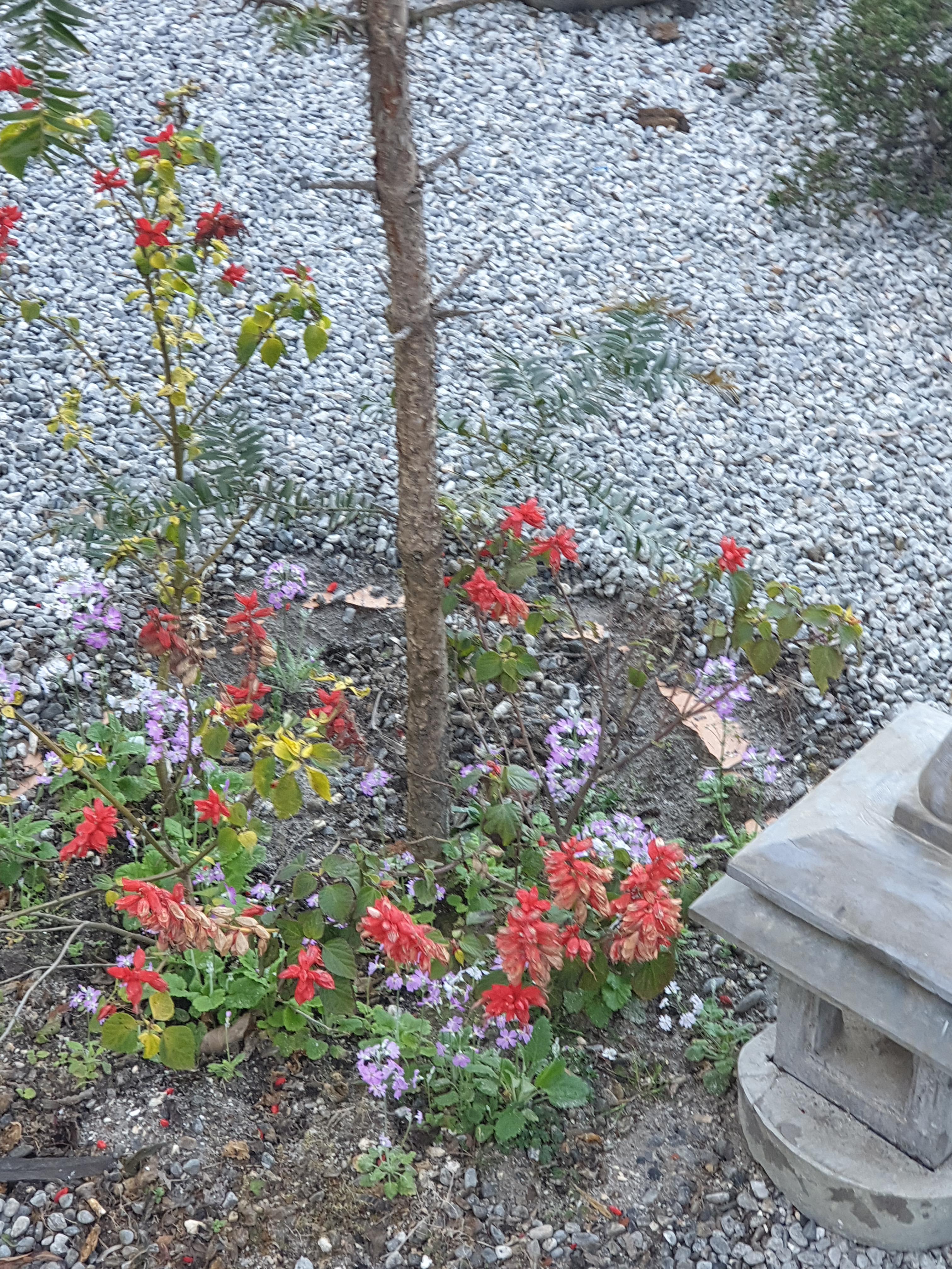 포카라 해발 1000미터 이상 위치에 호텔에서 만난 예쁜 꽃들