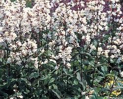 자엽 펜스테몬 이미지 사진