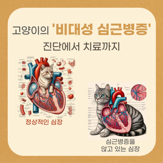 고양이-비대성-심근병증