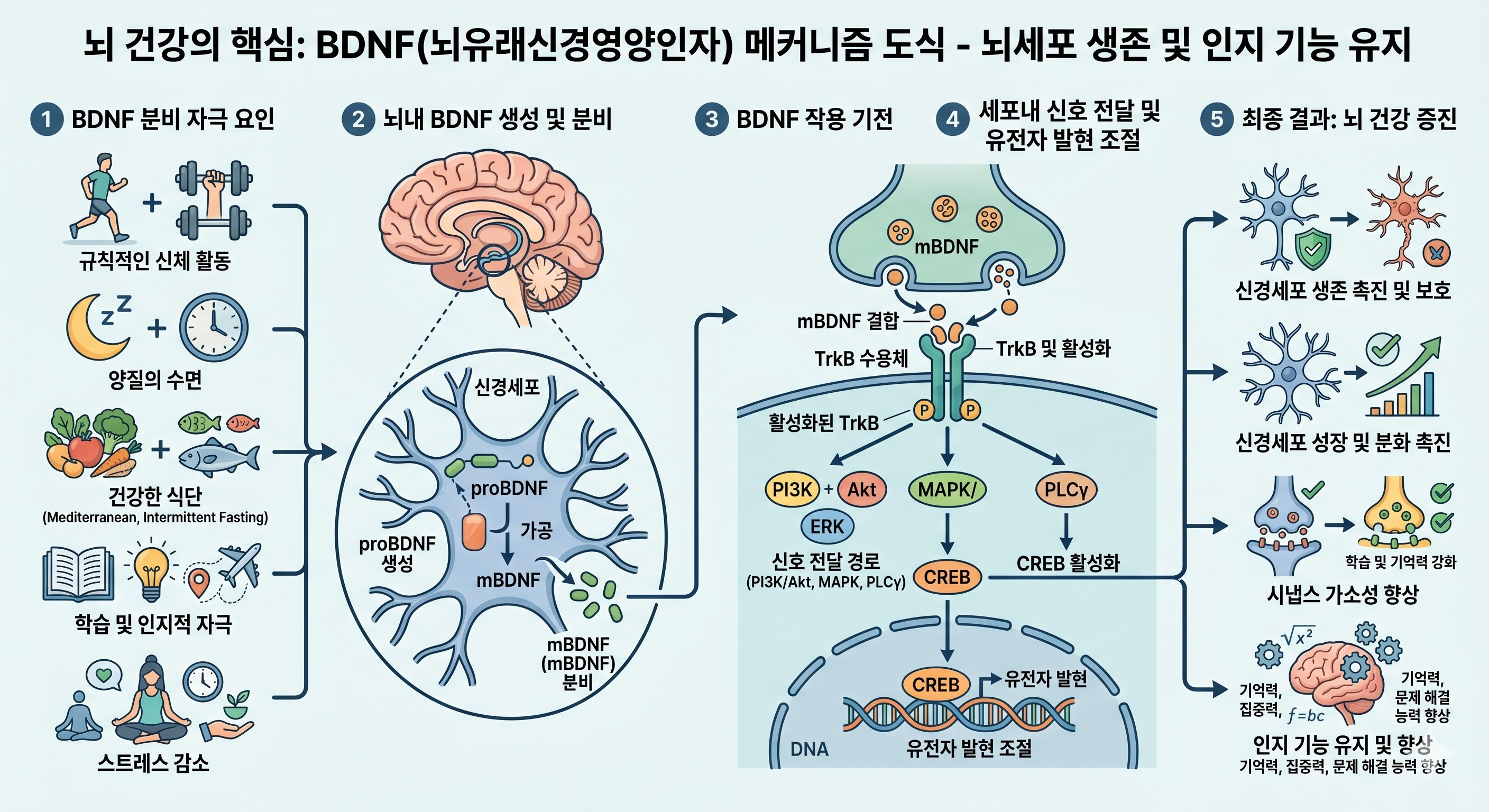 뇌유래신경영양인자(BDNF) 를 분비시켜 뇌세포의 생존을 돕고 인지 기능을 유지하는지 보여주는 메커니즘 도식
이미지출처: Gemini AI 생성