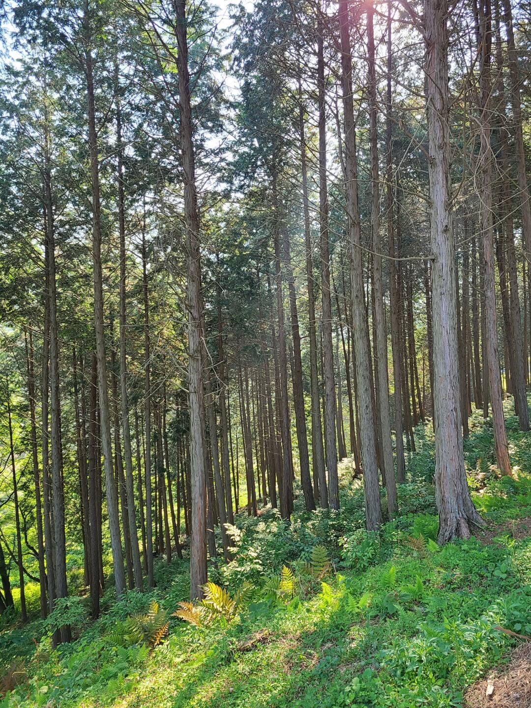 사천 케이블카 자연휴양림