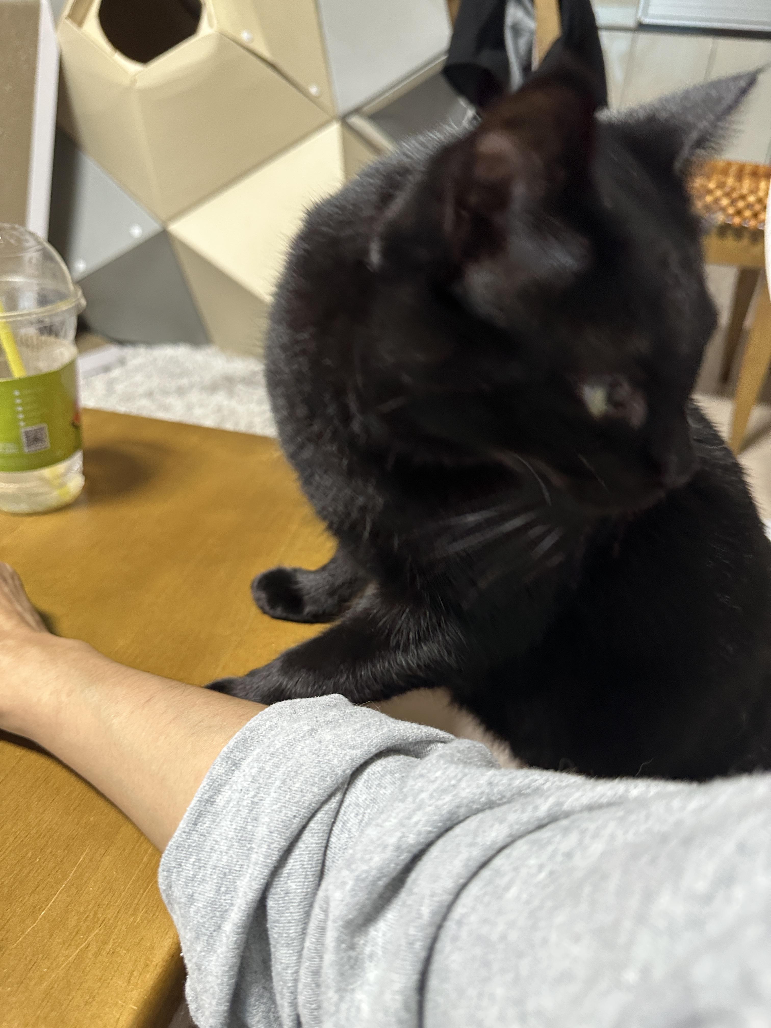 똑똑한 고양이 건이가 엄마한테 관심을 요구하는 방법 (feat. 애교많은 고양이)