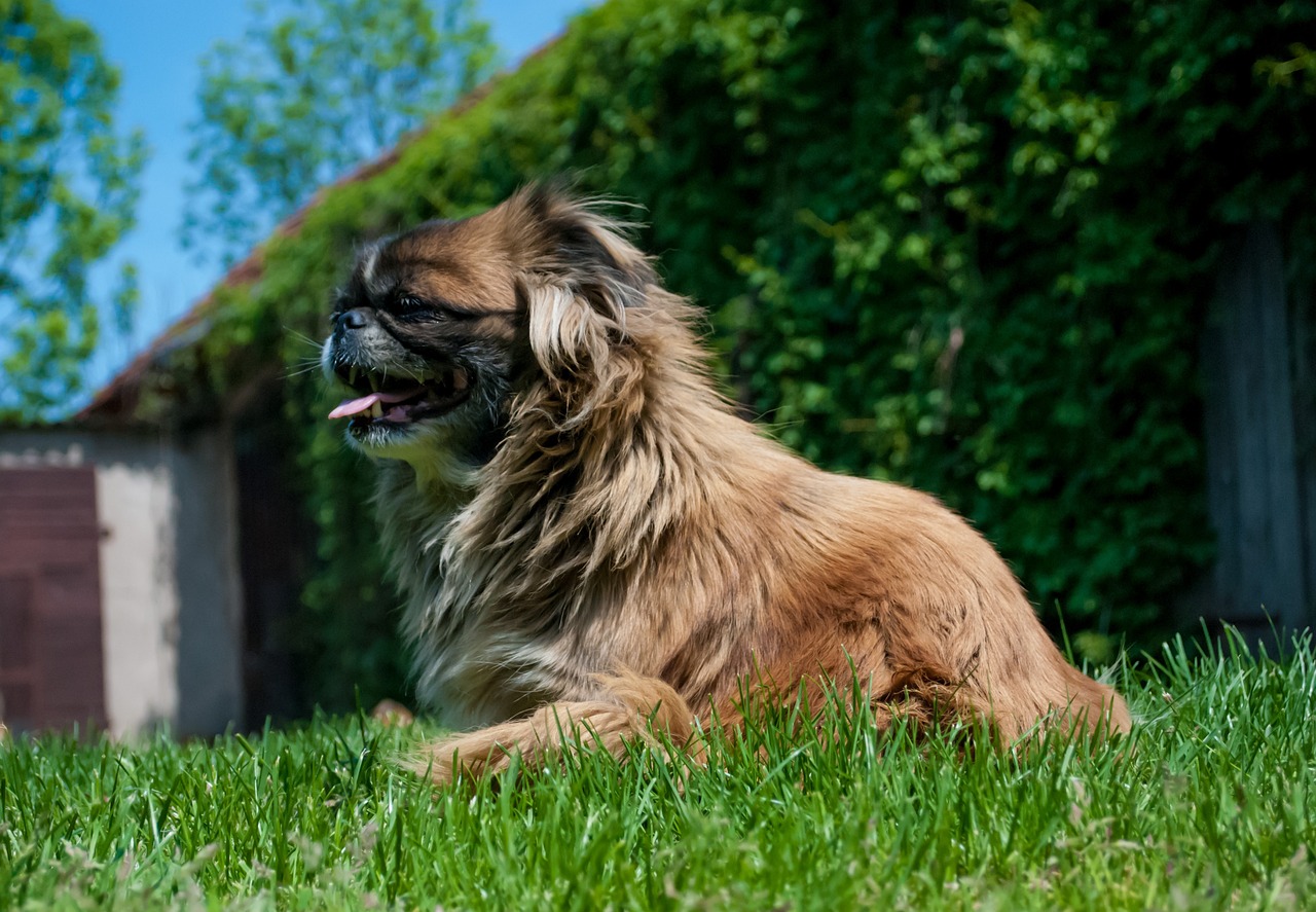 페키니즈(Pekingese)5