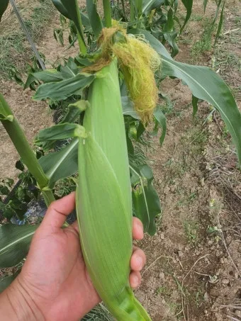 옥수수 키우는 법 품종 파종 수분수 당도 올리는 비결_27