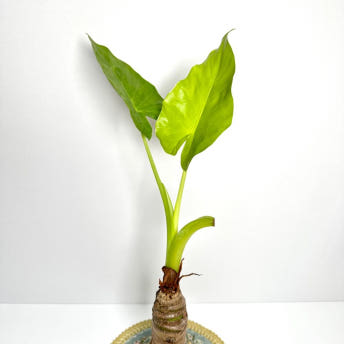 알로카시아 키우는법 번식 꽃 키우기