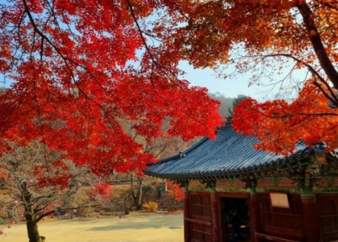 가을에 꼭 가야하는 단풍이 유명한곳 BEST 5곳