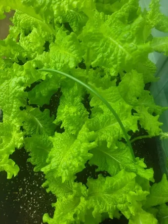 텃밭 상추 키우는 법 파종 간격 수확 연속수확 요령_24