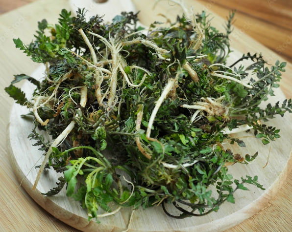 계절별 면역력 높이는 식품과 생활습관 : 냉이