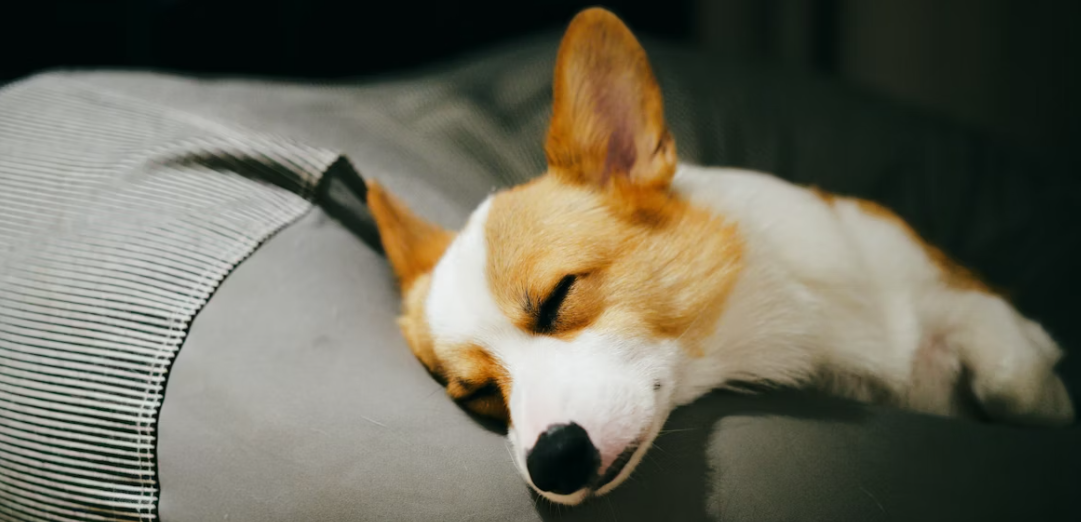 수면이 다이어트 호르몬에 미치는 영향