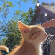 나른한-오후를-즐기고-있는-갈색-고양이