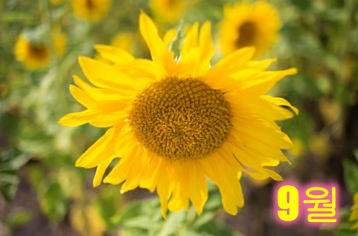 9월