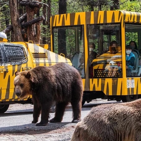 에버랜드-사파리-곰