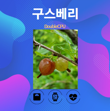 구스베리 알아보기