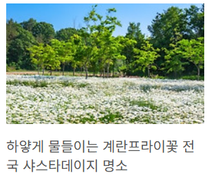 데이지명소