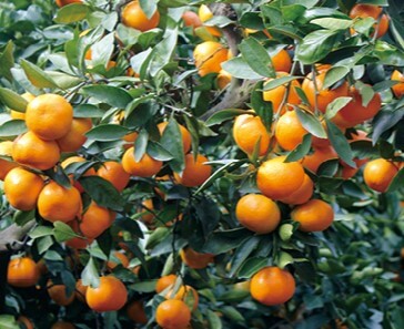 휴애리 감귤체험