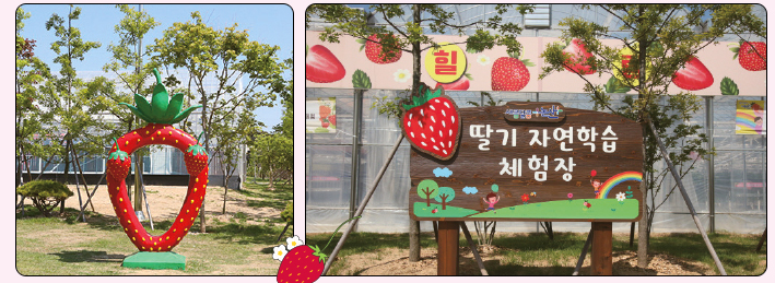 논산딸기축제