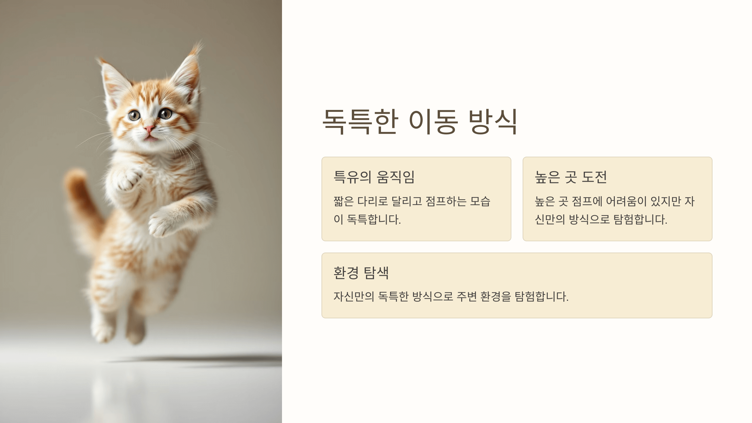 먼치킨 고양이 사진입니다.