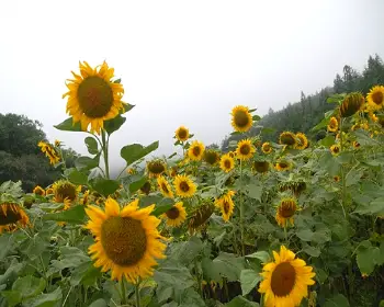 태백 해바라기 축제30