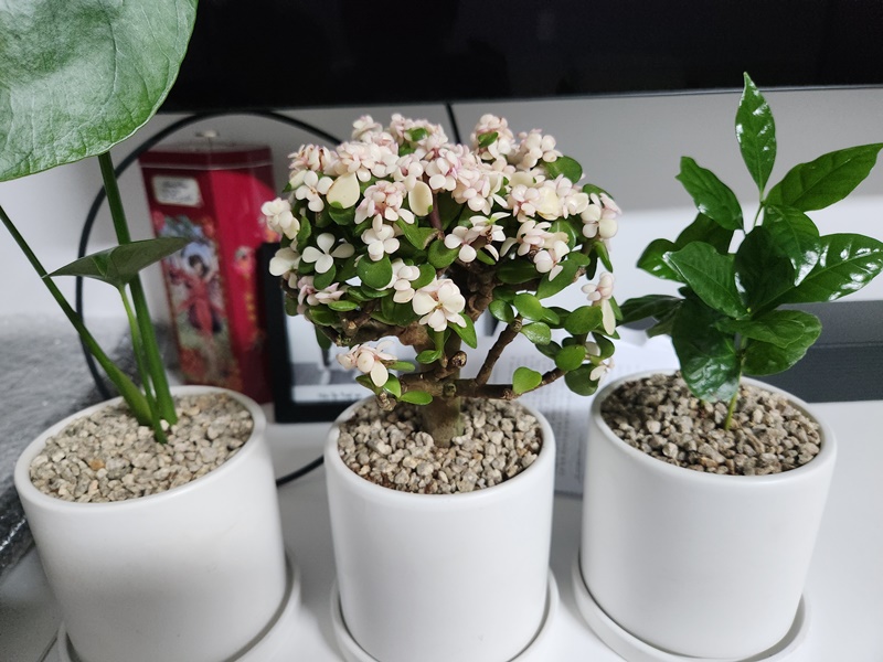 처음 구매했을 당시의 아악무