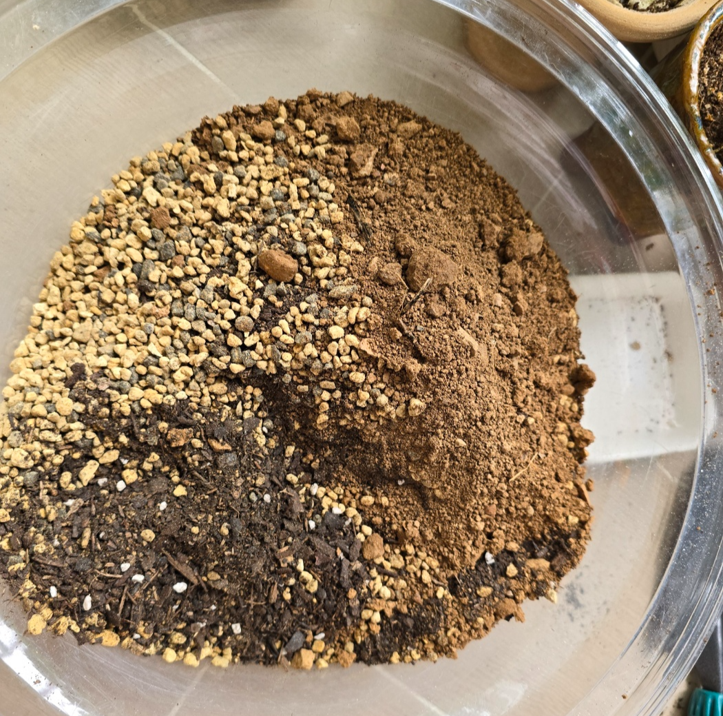 흙의 배합은 난석 분갈이흙 산흙으로 해주었어요.