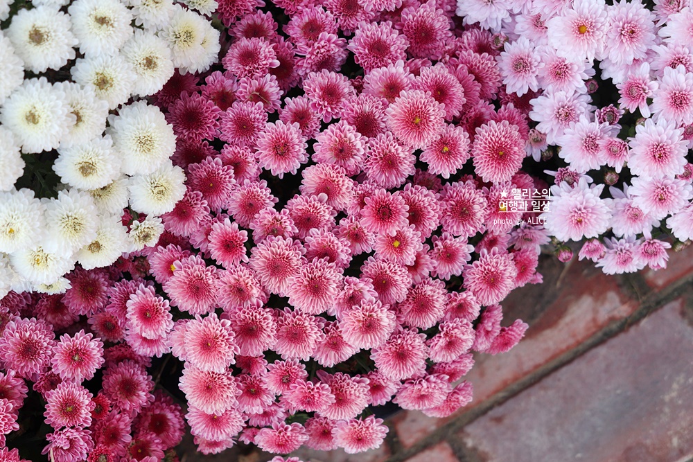 대전 유림공원 유성국화전시회