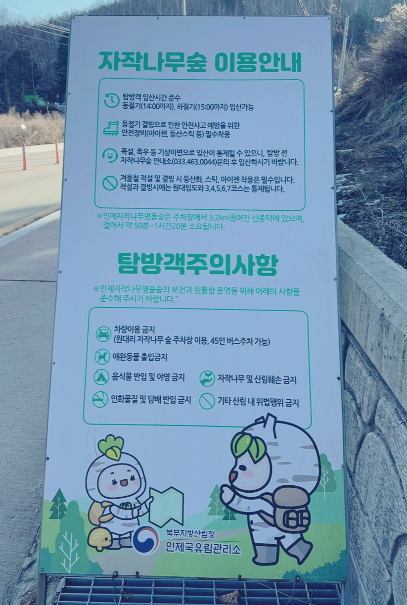 인제 자작나무숲