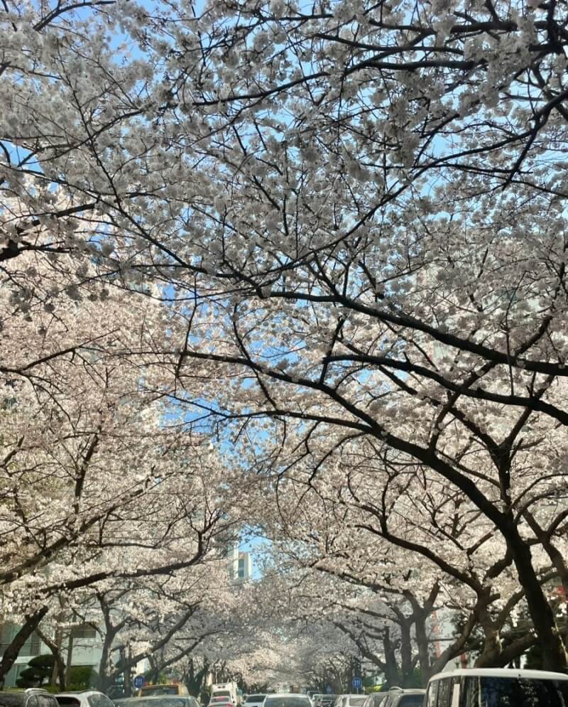 벚꽃축제 /부산 벚꽃 드라이브 코스 /숨은 벚꽃명소