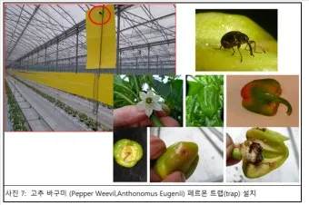 파프리카 재배 모종 선택 하우스 관리 착색 높이는법_11