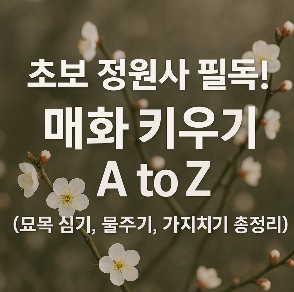 초보 정원사 필독! 매화 키우기 A to Z (묘목 심기, 물주기, 가지치기 총정리)