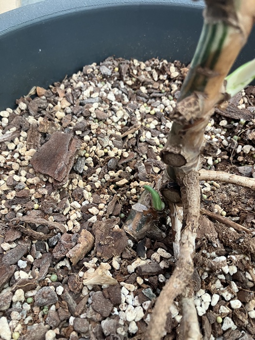 알보 몬스테라 줄기 아래쪽 눈자리 확대 사진