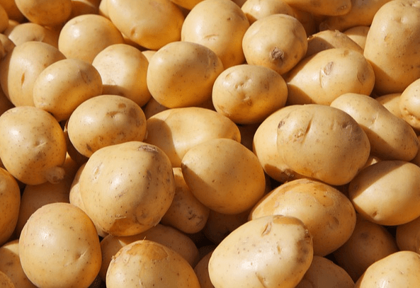 황색의 생감자들이 한가득 모여있다. 표면이 매끄럽다.