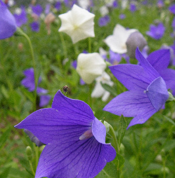 도라지 효능 부작용 고르는법 먹는법 꽃 총정리