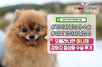 강아지 백내장 수술비용 현실 증상 예방법 보호자 가이드 정리_20