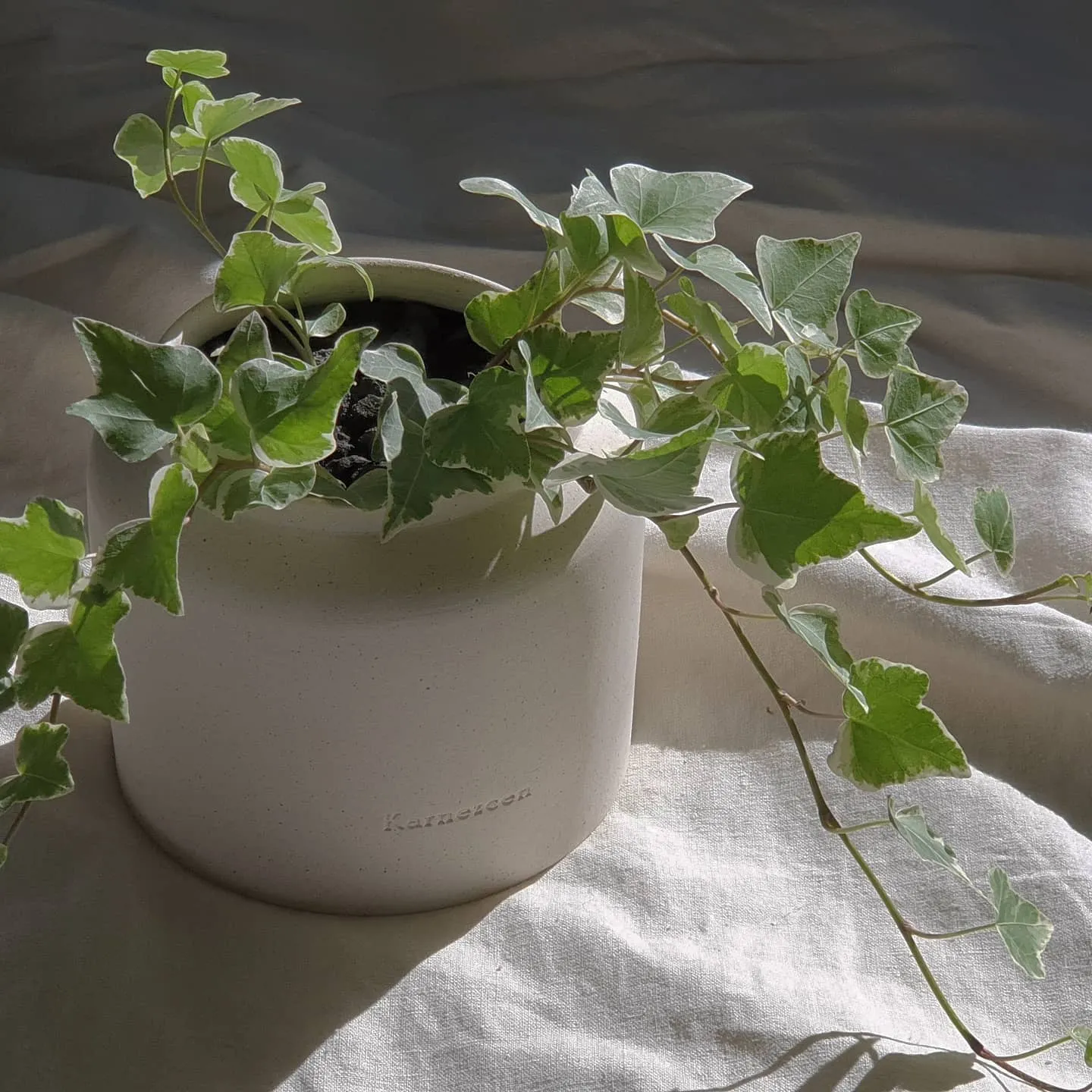 아이비 물주기 수경재배 삽목번식 빛관리 초보도 금방 성공_6